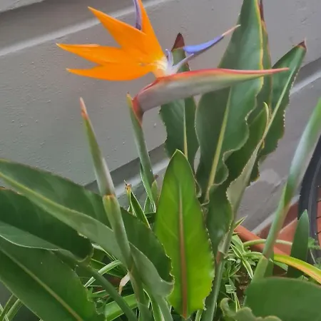 Apartament Siboramar L1 Moby Dick *